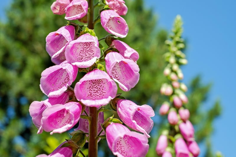 Vertical planting ideas