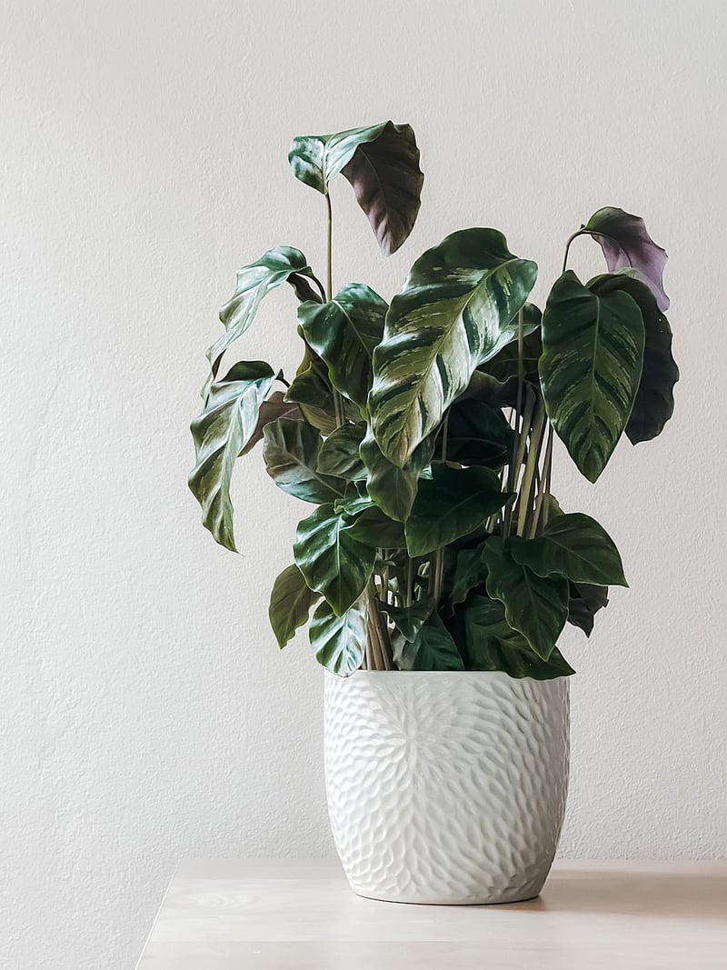 Pothos