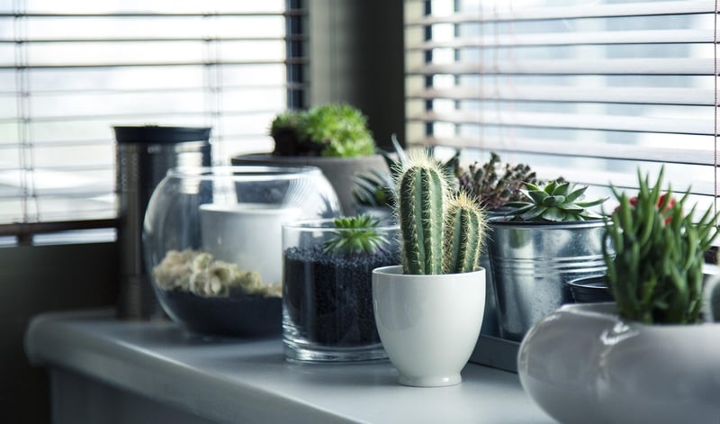 Vertical Succulent Display